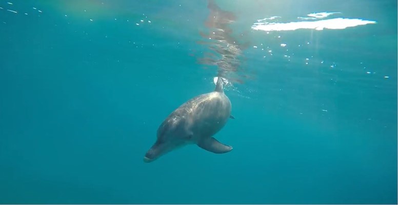 Bottlenose Dolphin visits Shagra House Reef for the day by Blake and Sabrina