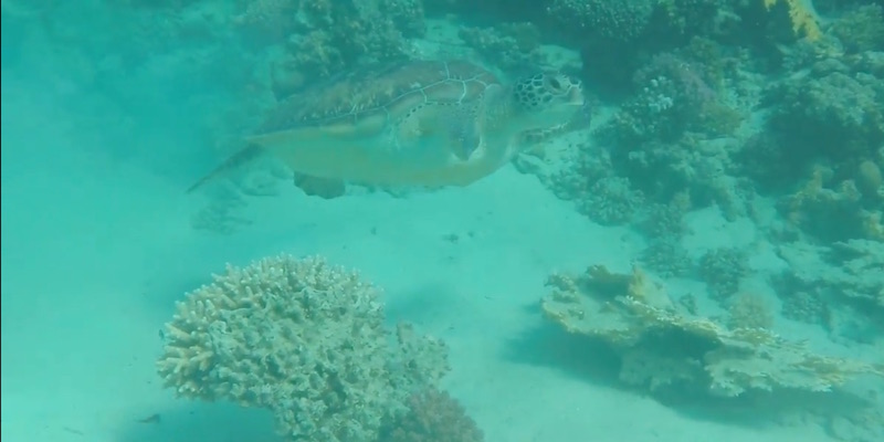 Green Turtle at Marsa Shagra house reef