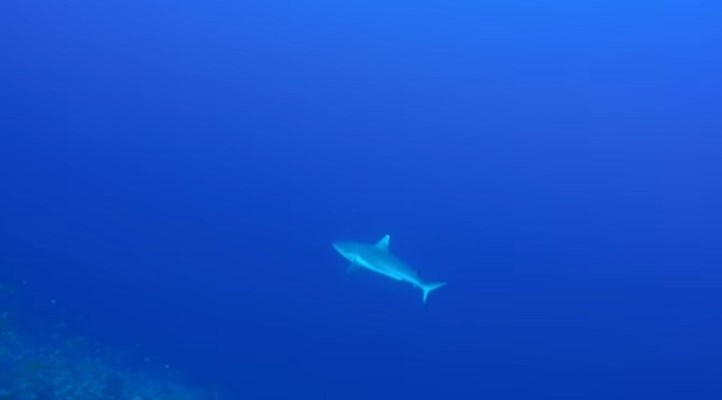 Grey Reef Shark at Elphinstone by Ahmed Ryad 