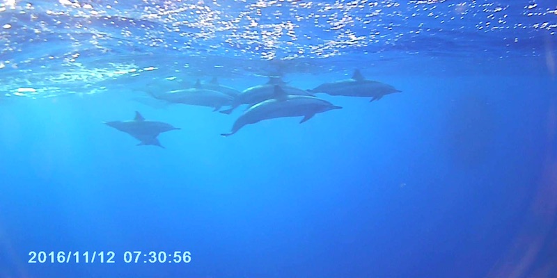 Spinner Dolphins at Marsa Shagra House Reef by Vincent