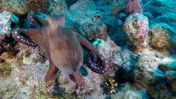Octopus | House Reef | Marsa Shagra