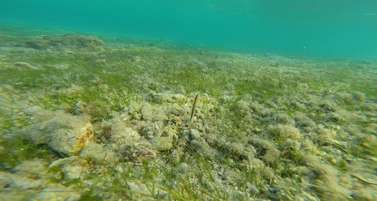 Shrimpfish in the seagrass at Marsa Nakari by Pavlina