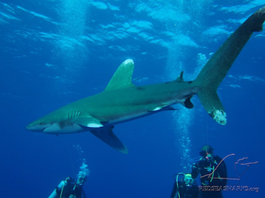 Don’t miss out on our legendary Sharks Workshop this November!