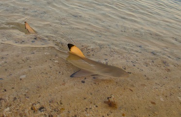 Baby Sharks at Marsa Shagra