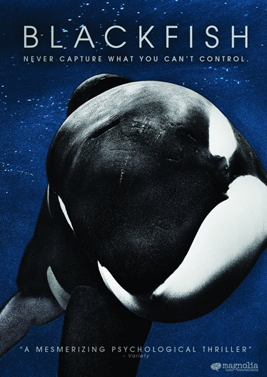 Blackfish movie night in Marsa Shagra