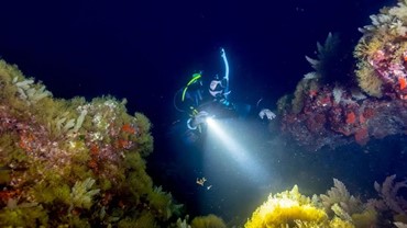 Night Diver