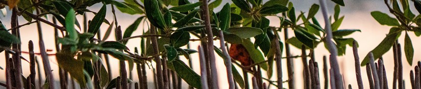 Mangroves