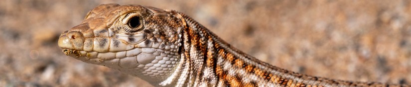 Terrestrial Wildlife