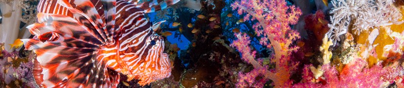 Marine Life