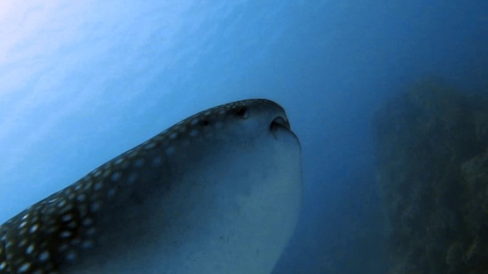 Whale Shark at Marsa Shagra House Reef