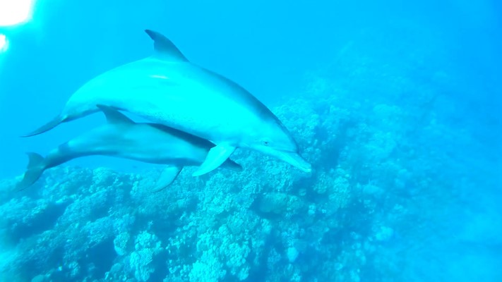 Two Bottlenose dolphins at Ras Bonny by Hamada 