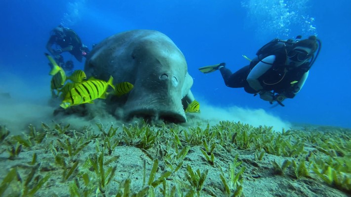 Dugong | Abu Dabab | 26.09.2022