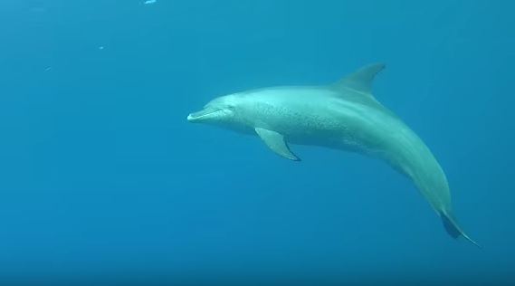 Dolphin at Marsa Nakari 3rd April