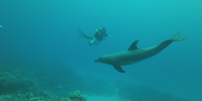 Dolphins at Abu Dabab by Rob McConville