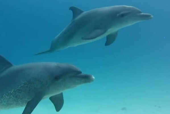 Dolphins at Marsa Shagra