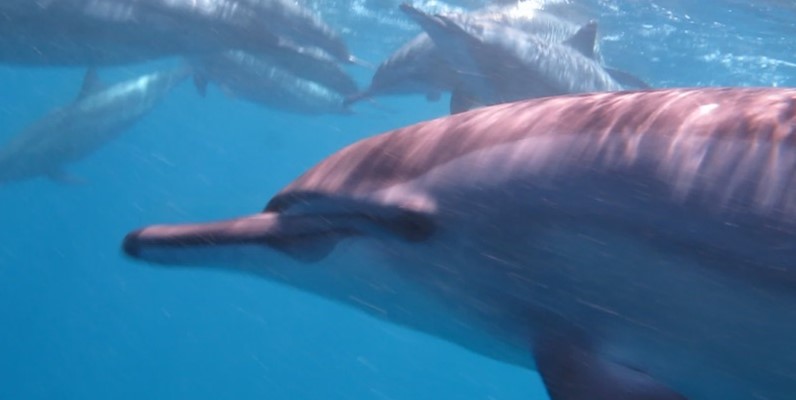 Dolphins at Marsa Shagra House Reef by Khaled