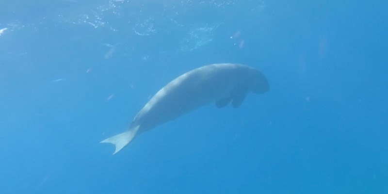 Dugong at Marsa Egla by Mike Rayner