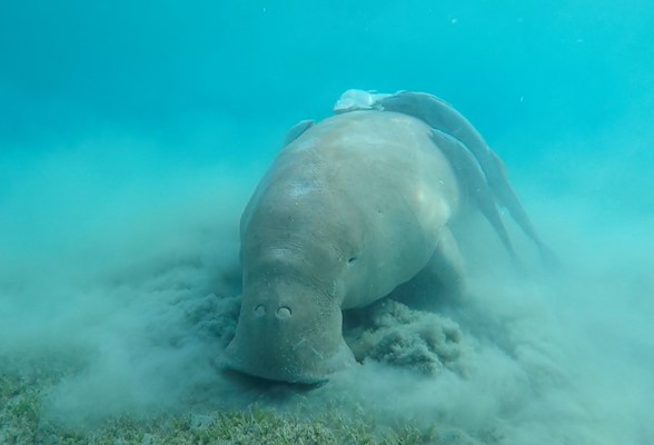 Dugong at Marsa Mubarak by Arnaud