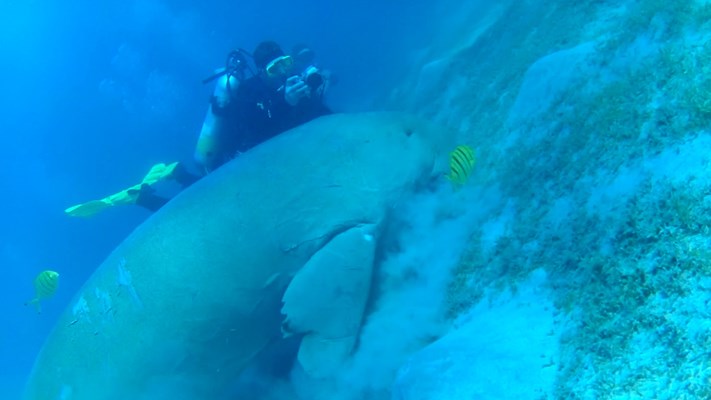 Dugong at Marsa Egla