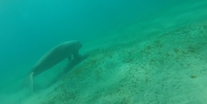 Dugong at Marsa Egla by Matthias Jaquet