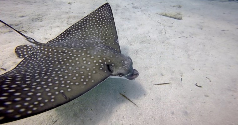 Eagle Rays at Marsa Shagra House Reef by Blake and Sabrina