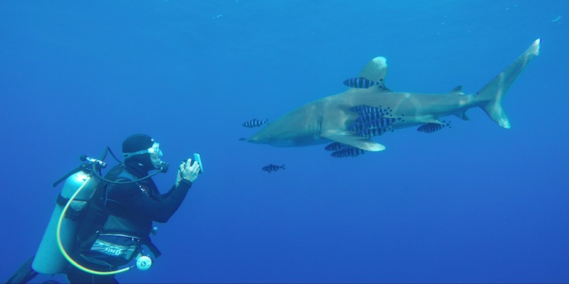 Oceanic White Tips at Elphinstone by Erik