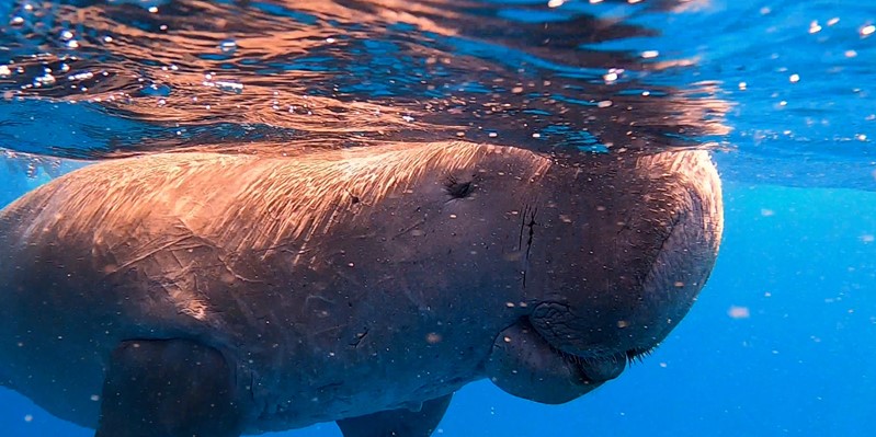 Dugong | Abu Dabab