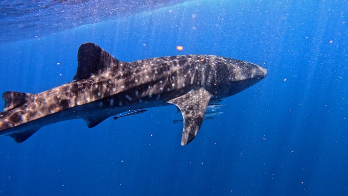 Whale Shark (On the way to Abu Dabab)