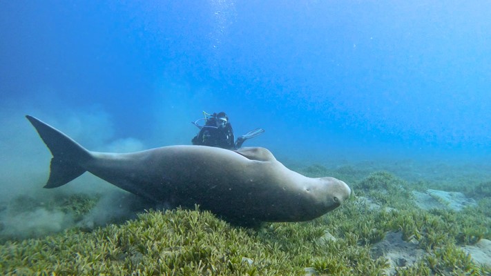 Dugong | Wadi Lahami 