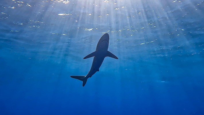 Silky Shark | Elphinstone | 20.07.2022