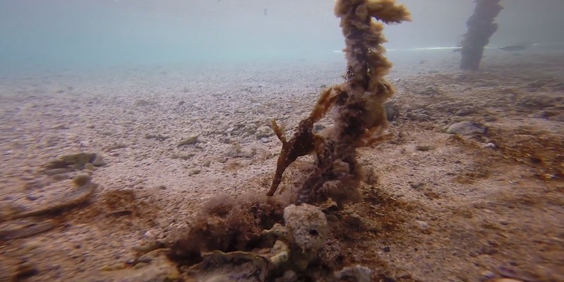 Pair of Ghost Pipefish at Marsa Nakari Jetty by Pavlina