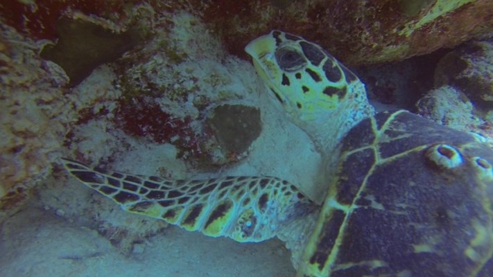 Hawksbill Turtle at Marsa Shagra