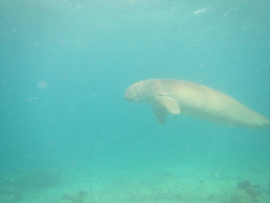 Dugong at Marsa Mourain