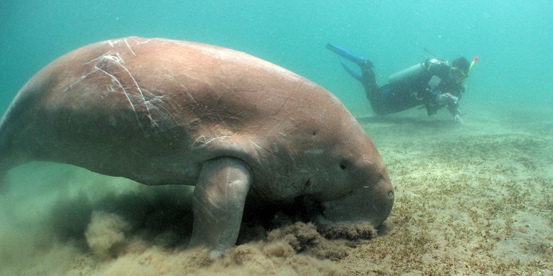 Dugong back in Marsa Abu Dabbab!!