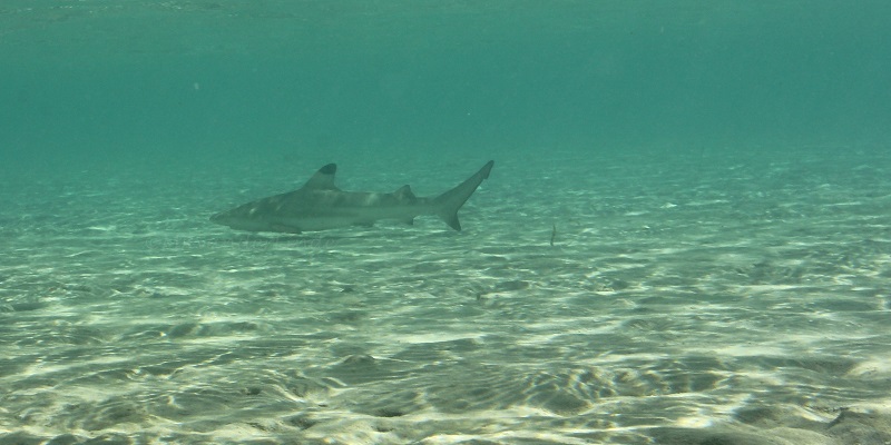 Baby Black Tip Sharks at Marsa Shagra