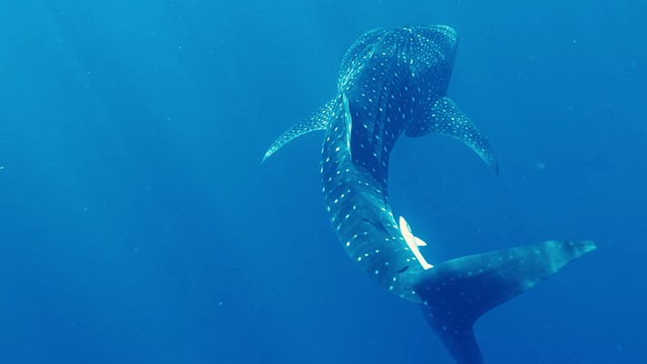 Whale Shark at Marsa Nakari house reef By Khaled Said