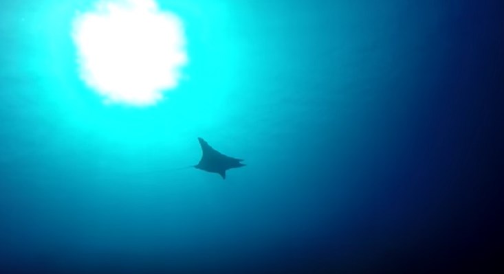 Manta Ray at Abu Galawa