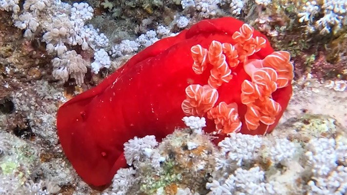 Night dive at Marsa Shagra