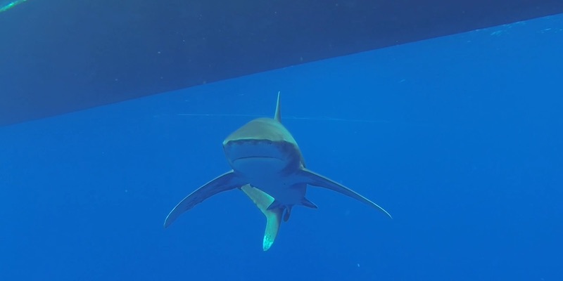 Oceanic White Tip Sharks at Elphinstone by Nagy