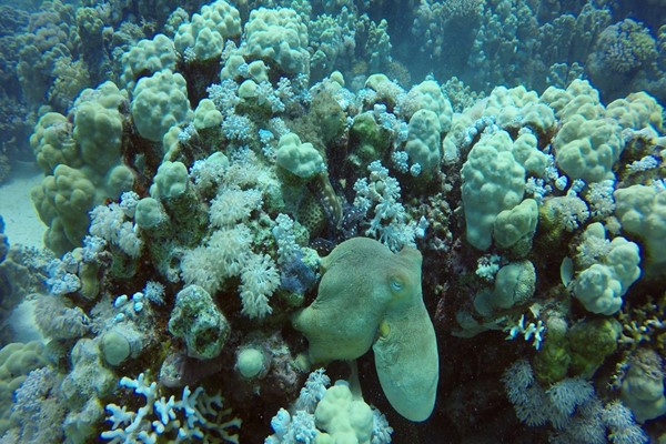 Octopus Mating at Marsa Shagra by Trevor & Steven Le Page