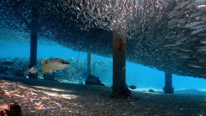 Amazing underwater scene
