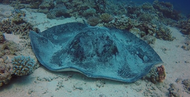 Blotched Ray at Marsa Shagra House Reef by Gilles & Valerie