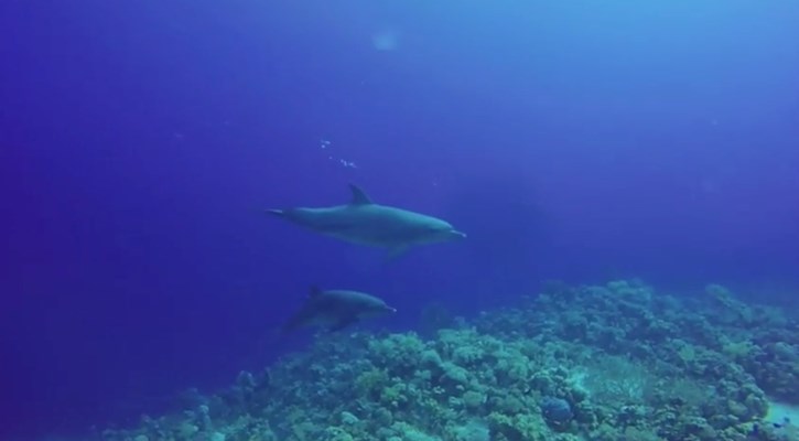 Dolphins at Lahami North