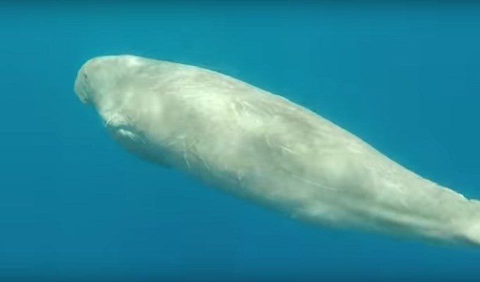 Dugong at Marsa Shagra House Reef by Ahmed Ryad