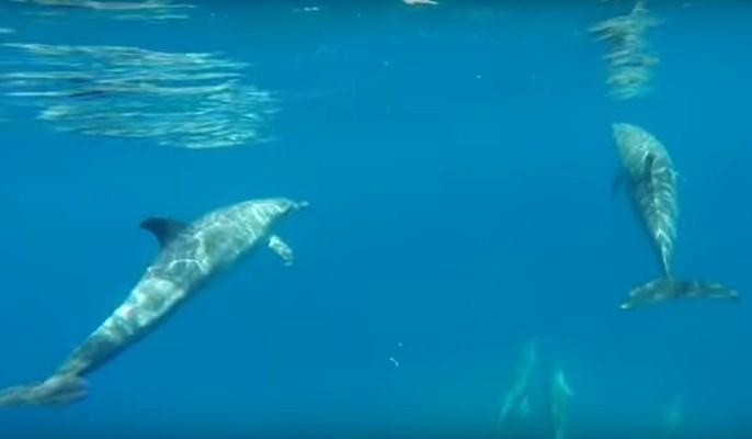 Dolphins at Abu Dabab