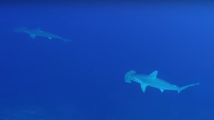 Hammerheads & Grey Reef Shark at Elphinstone