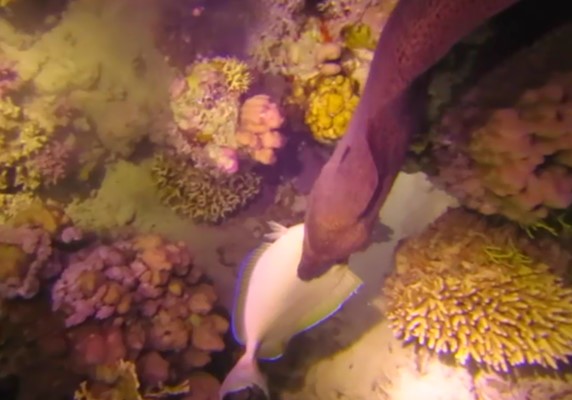 "Catching of the day" A moray hunting at Marsa Shagra house reef by Wael Gad 