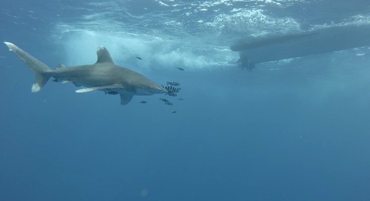 Oceanic Whitetip Shark at Elphinstone by Lothar Schopp