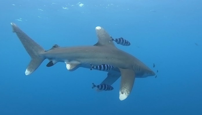 Oceanic Whitetip Shark at Elphinstone by Robby Frank