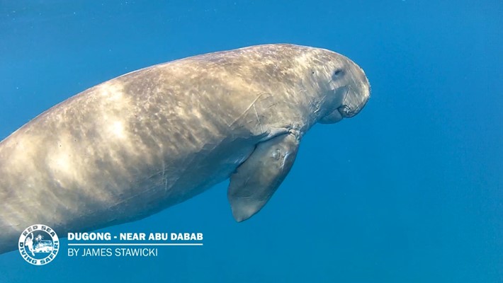 Snorkeling with Dugong - Abu Dabab - by James Stawicki